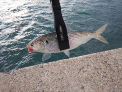 コノシロの釣果