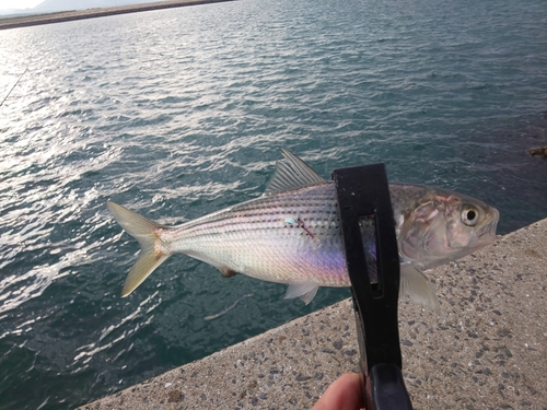 コノシロの釣果