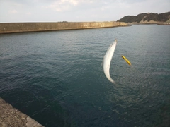 コノシロの釣果