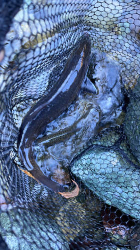 イワナの釣果