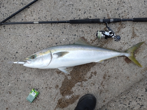 ハマチの釣果