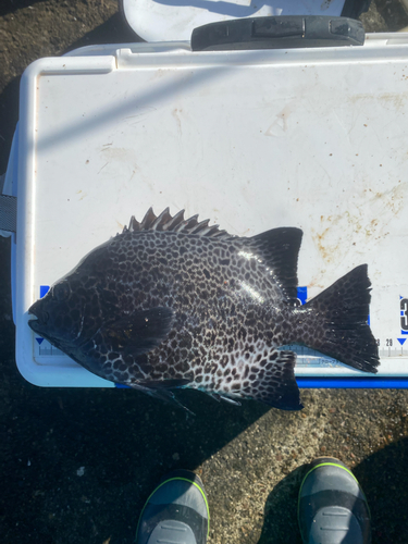 イシガキダイの釣果