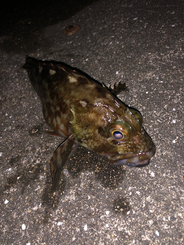 カサゴの釣果