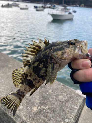 タケノコメバルの釣果