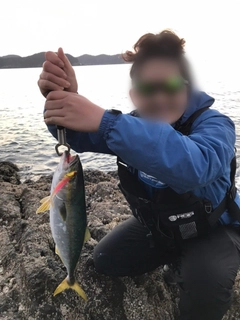 ハマチの釣果