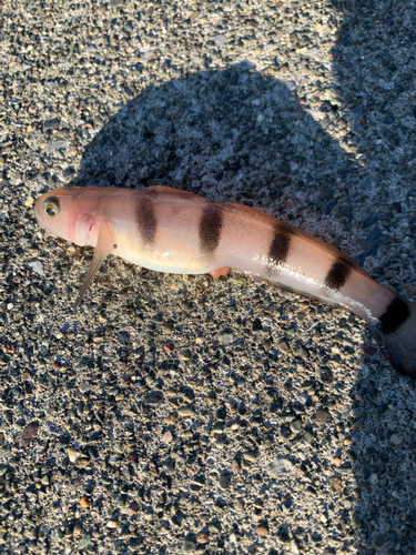 リュウグウハゼの釣果