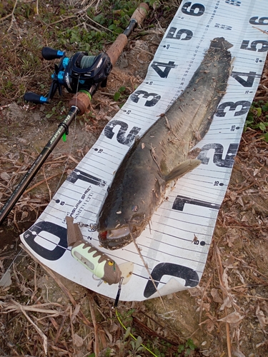 ナマズの釣果