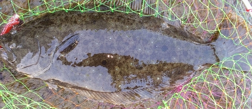 ヒラメの釣果