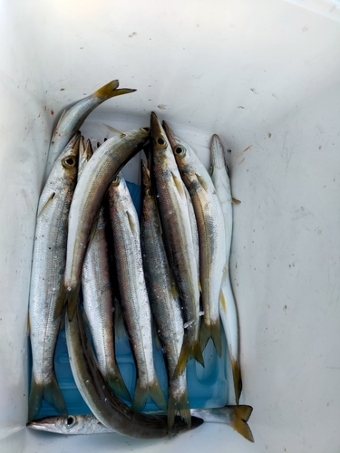 カマスの釣果