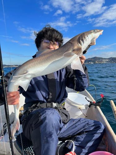 サメの釣果