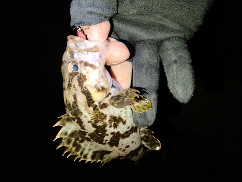 タケノコメバルの釣果