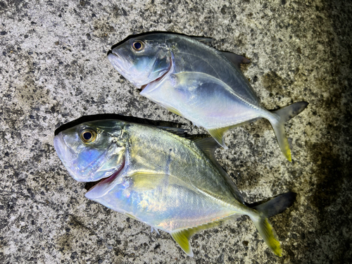 メッキの釣果