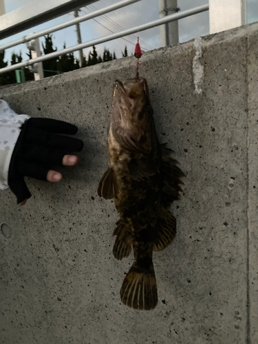 タケノコメバルの釣果