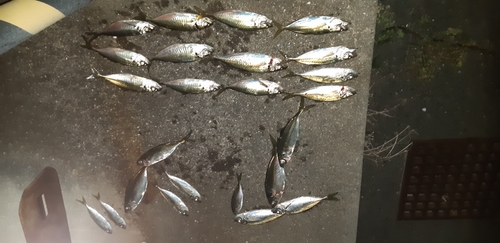 アジの釣果