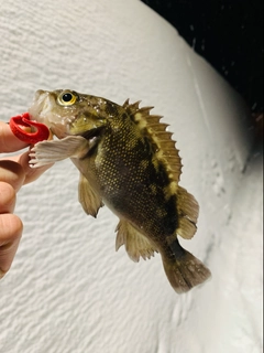 エゾメバルの釣果