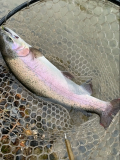 ニジマスの釣果