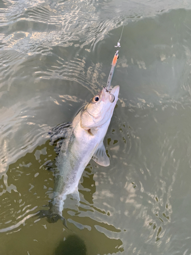 セイゴ（マルスズキ）の釣果