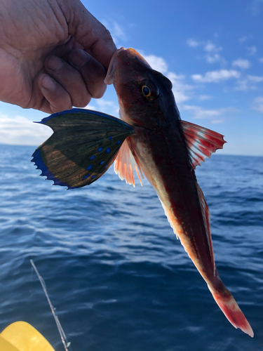 ホウボウの釣果