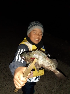 クロメバルの釣果