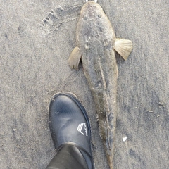 マゴチの釣果