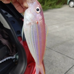 イトヨリダイの釣果