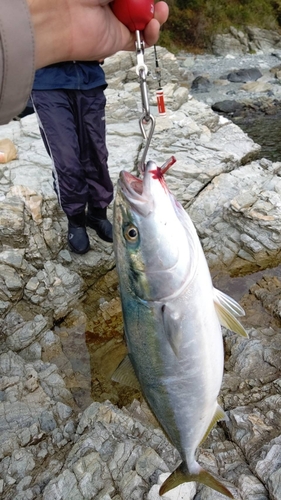 ヤズの釣果