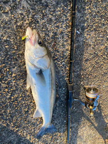 シーバスの釣果