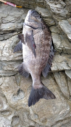 チヌの釣果