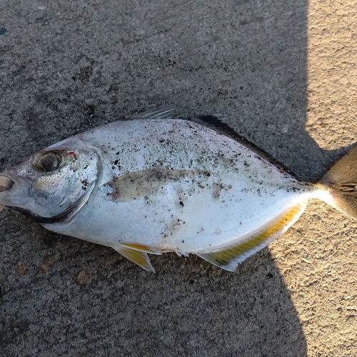 カイワリの釣果