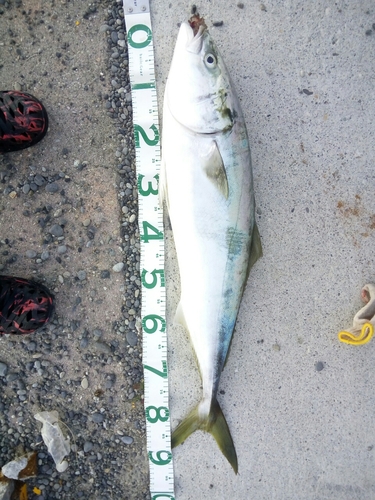 ブリの釣果