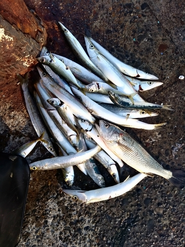 カマスの釣果