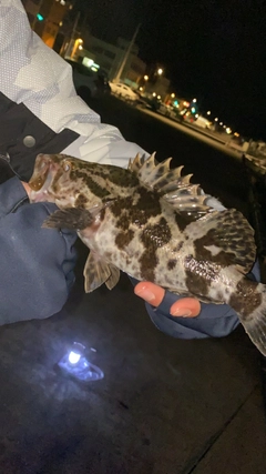 タケノコメバルの釣果