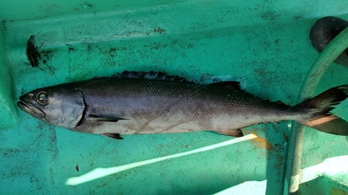 バラムツの釣果