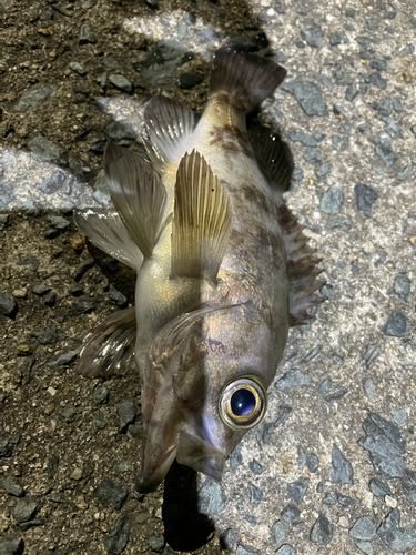 メバルの釣果