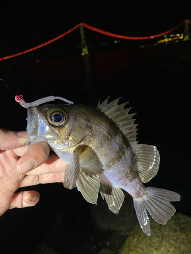 メバルの釣果