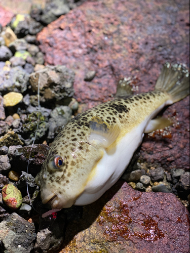 チャリコの釣果