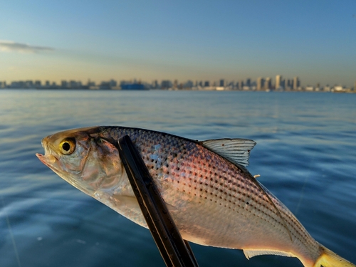 コノシロの釣果