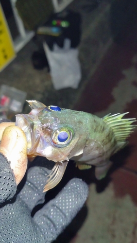 クロメバルの釣果