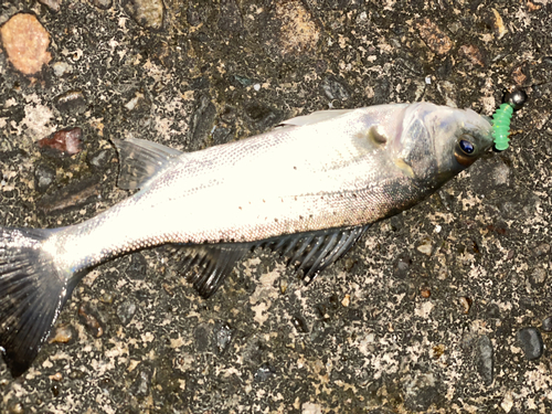 セイゴ（マルスズキ）の釣果