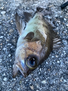 メバルの釣果