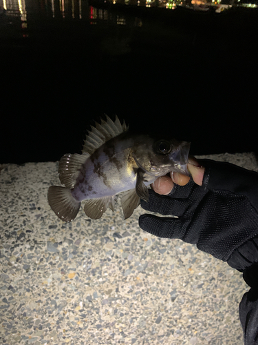 メバルの釣果