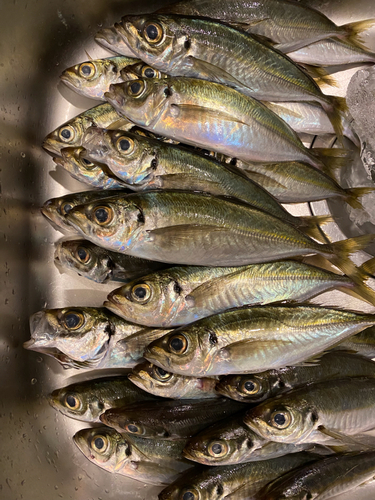 アジの釣果