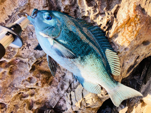 クチブトグレの釣果