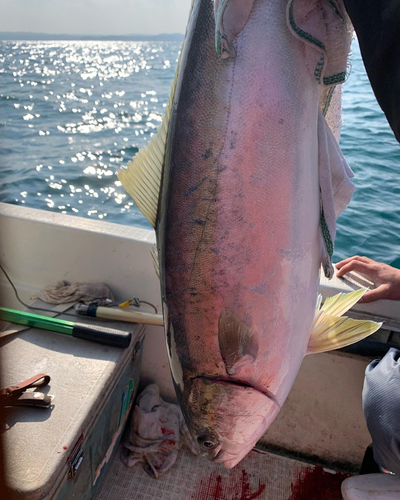 ブリの釣果