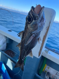 クロムツの釣果