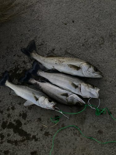 シーバスの釣果