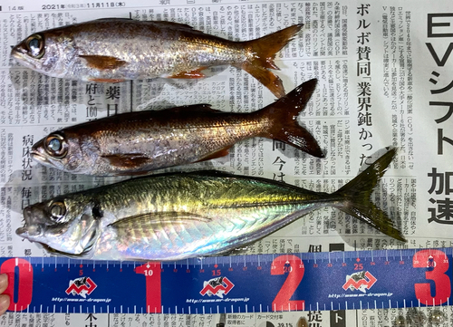 アジの釣果