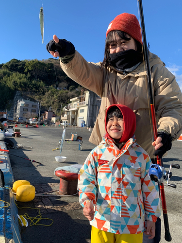 トウゴロウイワシの釣果