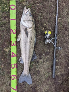 シーバスの釣果