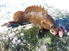 エゾメバルの釣果